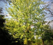 Acer Saccharinum Laciniatum Wieri / Witte Esdoorn 