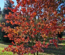 Cornus florida 'Rubra'