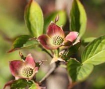Cornus Stellar Pink