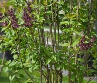 Syringa vulgaris 'Charles Joly' - Gewone syring - 2