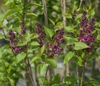 Syringa vulgaris 'Charles Joly' - Gewone syring - 3
