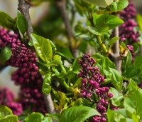 Syringa vulgaris 'Charles Joly' - Gewone syring - 1