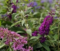 Buddleja davidii 'Pink Delight' - Vlinderstruik 'Pink Delight' - 6