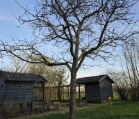 Malus dom. 'Notarisappel' - Malus dom. 'Notarisappel' - 1
