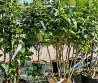 Syringa vulgaris 'Andenken an Ludwig Spath' - Gewone syring - 1