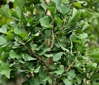 Ginkgo biloba fastigiata 'Blagon' - Japanse Notenboom 'Blagon' - 1