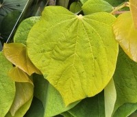 Cercis canadensis 'The Rising Sun' - Judasboom - 1