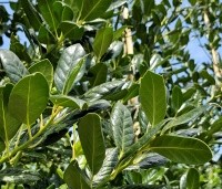 Ilex 'Nellie R. Stevens' - Amerikaanse hulst - 2