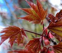 Acer platanoïdes 'Ample Surprise'