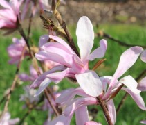 Magnolia loebneri 'Leonard Messel' 