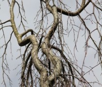 Rode Treurbeuk ‘Purpurea Pendula’ kroon zonder blad