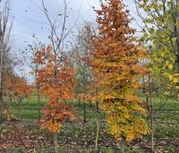 Fagus sylvatica 'Atropunicea' - Rode beuk - beveerde boom maat 18-20 links en 20-25 rechts