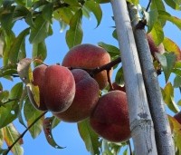 Prunus persica 'Suncrest' - perzik - 1