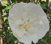 Hibiscus syriacus 'White Chiffon' - Opgaande Hibiscus met witte bloei - 3