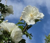 Hibiscus syriacus 'White Chiffon' - Opgaande Hibiscus met witte bloei - 4