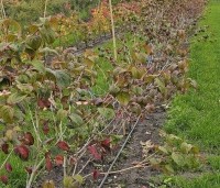 Cornus satomi - Kornoelje - najaar jonge struiken