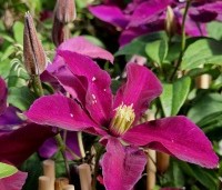 Clematis 'Niobe' - Bosrank 'Niobe' - 3