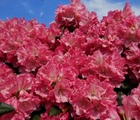 Rhododendron Yakushimanum 'Sonatine' - Rododendron 'Sonatine' - 1