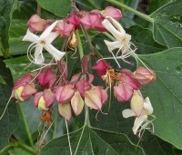 Clerodendrum trichotomum - Kansenboom - bloei 1e fase in juli