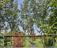 Pyrus com. 'Williams' - Pyrus com. 'Williams' - 1