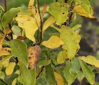 Magnolia soulangeana - Magnolia soulangeana - herfst