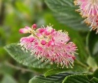 Clethra alnifolia 'Pink Spire' - Schijnsels 'Pink Spire' - 2