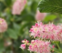 Clethra alnifolia 'Pink Spire' - Schijnsels 'Pink Spire' - 3