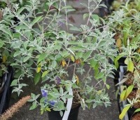 Buddleja davidii 'Lochinch' - Vlinderstruik 'Lochinch' - 6
