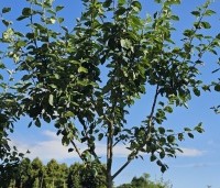 Malus dom. 'Notarisappel' - Malus dom. 'Notarisappel' - juni 2025 kwekerij THB in Apeldoorn