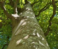 Fagus sylvatica - Groene beuk - 3