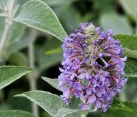 Buddleja davidii 'Lochinch' - Vlinderstruik 'Lochinch' - 5