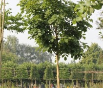 Blad cladastris kentukea