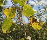 Tilia cordata 'Winter Orange' - Winterlinde - 1