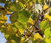 Tilia cordata 'Winter Orange' - Winterlinde - 2
