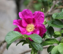 Bottelroos 'Rubra', bloem