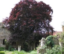 Fagus atropurpurea 'Swat Magret' in volwassen vorm