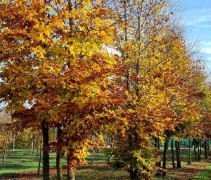 Fagus sylvatica 