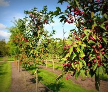 Gewone Kardinaalshoed 'Red Cascade' hoogstam, jonge bomen op onze boomkwekerij te Gelderland