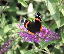 vlinder