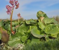 Bergenia cordifolia - Schoenlappersplant - 2