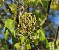 Syringa pekinensis 'Gimborn's China Pearl' - Chinese sering 'Gimborn's China Pearl' - 1