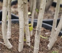 Cercis chinensis 'Avondale' - Chinese Judasboom 'Avondale' - 1