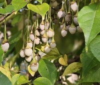 Styrax japonicus - Storaxboom - oktober