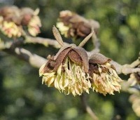 Sycoparrotia semidecidua - Schijnparrotia - 1