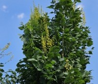 Koelreuteria paniculata 'Fastigiata' - Chinese Vernisboom zuilvorm - 3