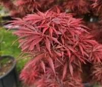Acer palmatum 'Jerre Schwartz' - Japanse Esdoorn 'Jerre Schwartz' - 5