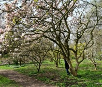 Magnolia soulangeana