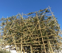 Quercus Ilex