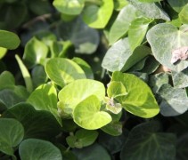Hedera Helix Arbori Compact