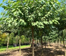 Prunus Avium 'Regina'